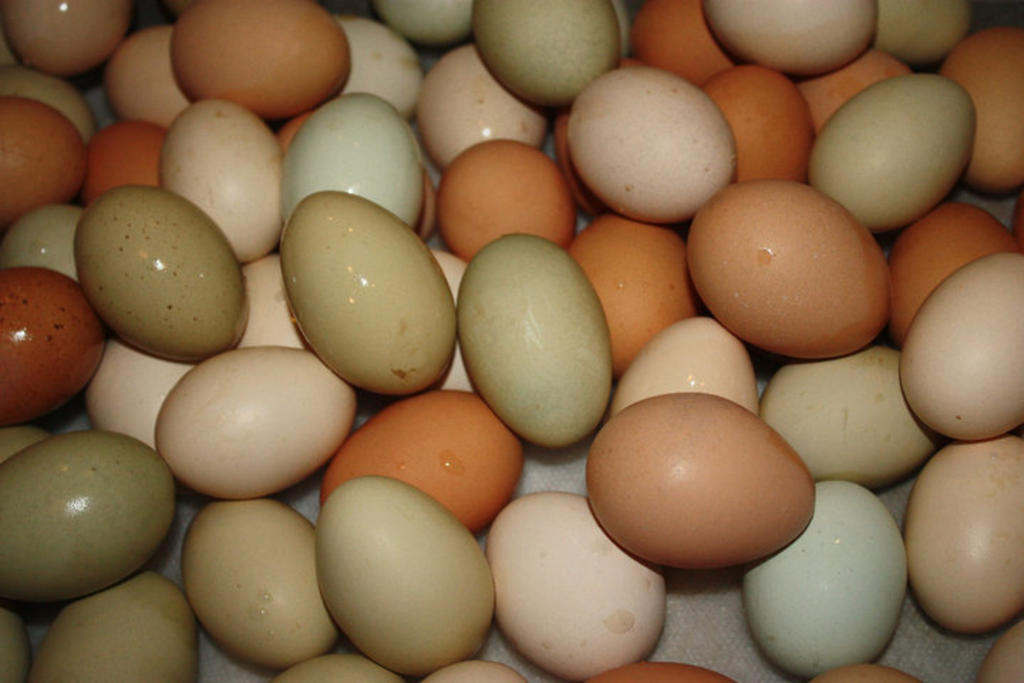 Eggs_multicolor_in_group