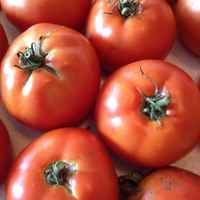 Tomatoes_-_medium